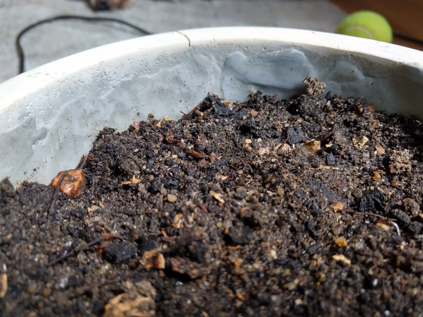Foto do vaso novo, já com a terra, um dia depois da mudança