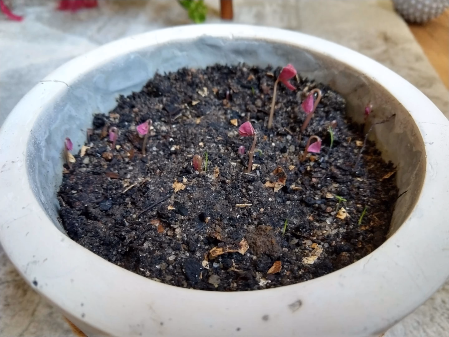 Foto do vaso novo, já com a terra, um dia depois da mudança