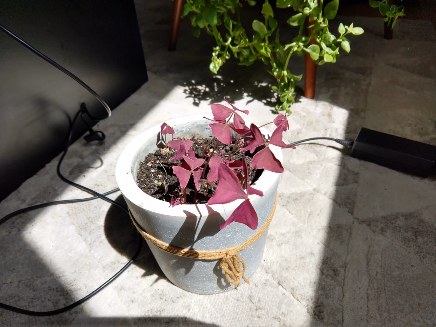 Foto do vaso novo, já com a terra, um dia depois da mudança