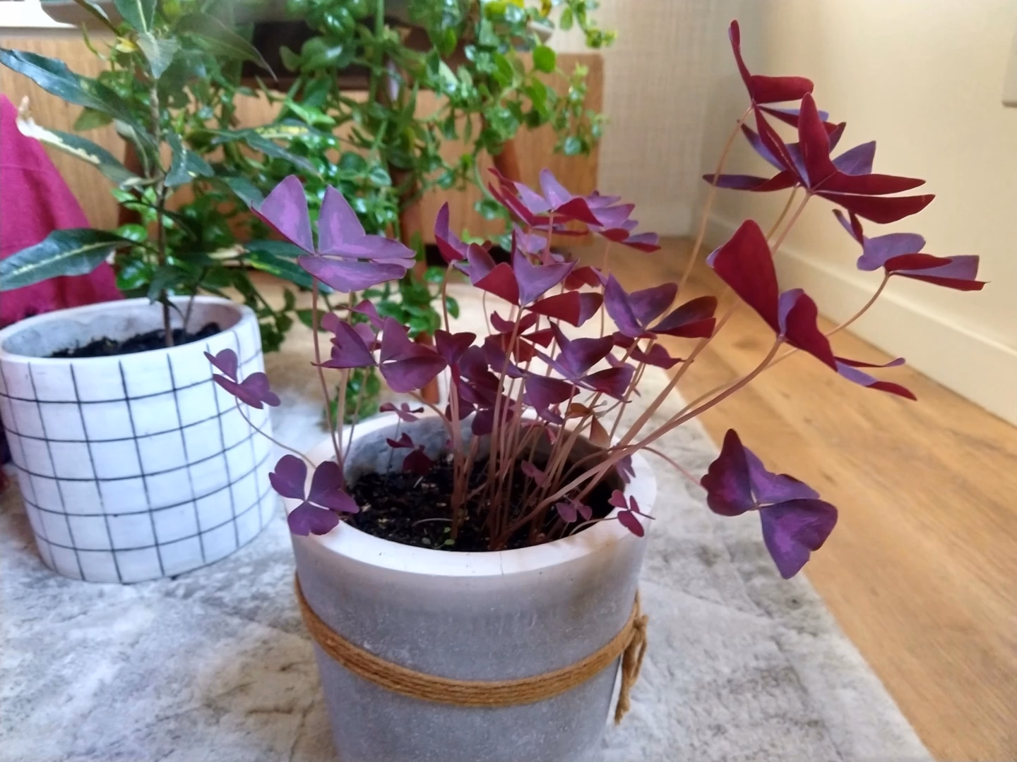 Foto do vaso novo, já com a terra, um dia depois da mudança
